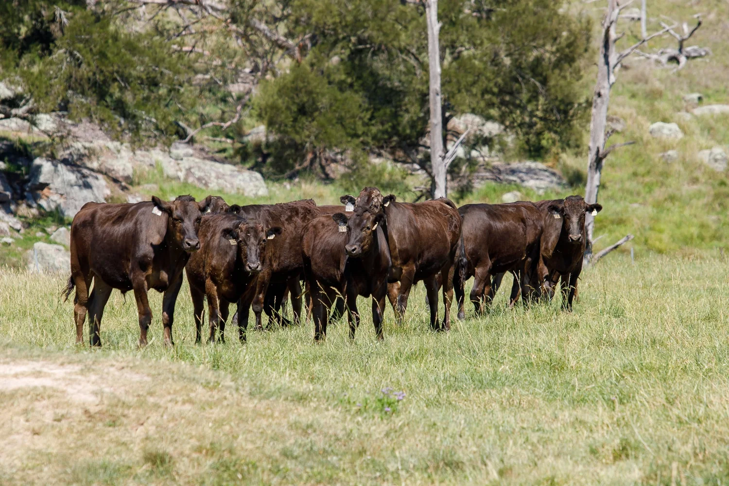 A herd of black Wagyu cattle in open pasture
